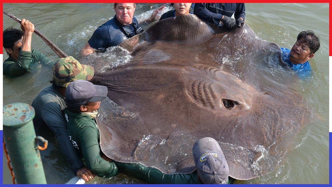 Top 10 Engste Rivier Monsters