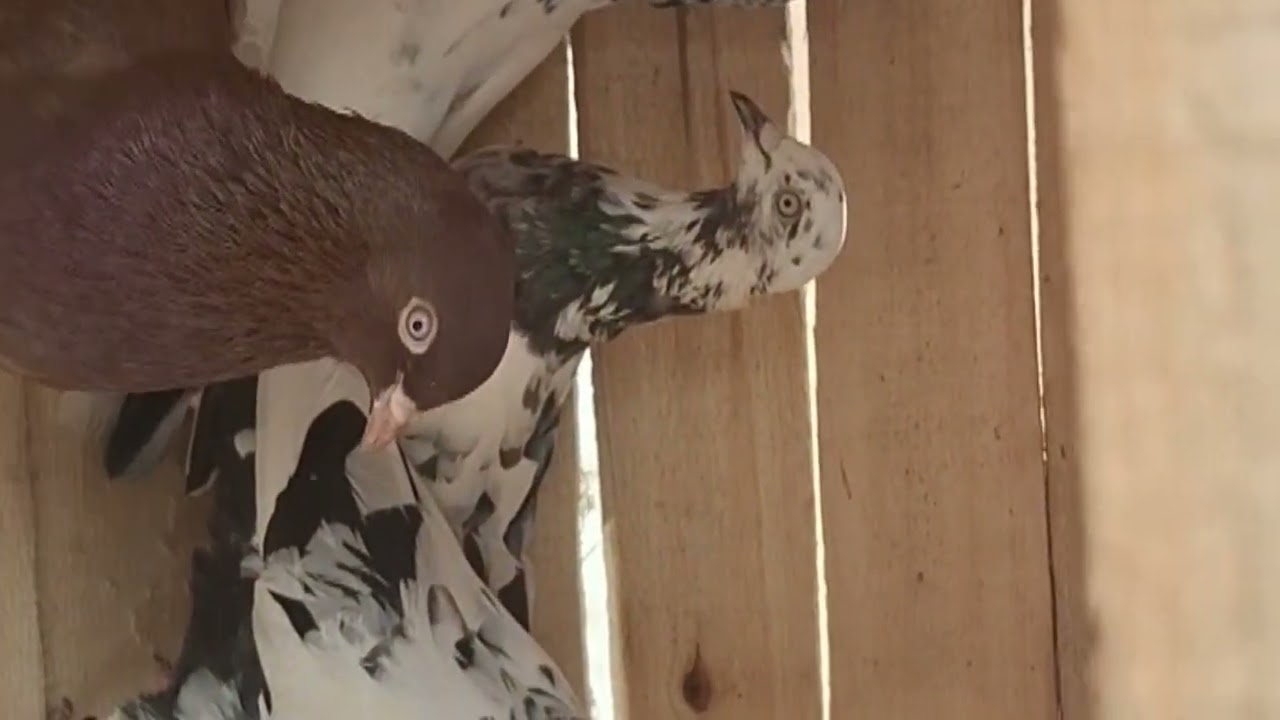 Hi friends 🧡 Today I am creating a pigeon breeding cage – Part 2. 🛠️🕊️ #BNANIMALSSHOP