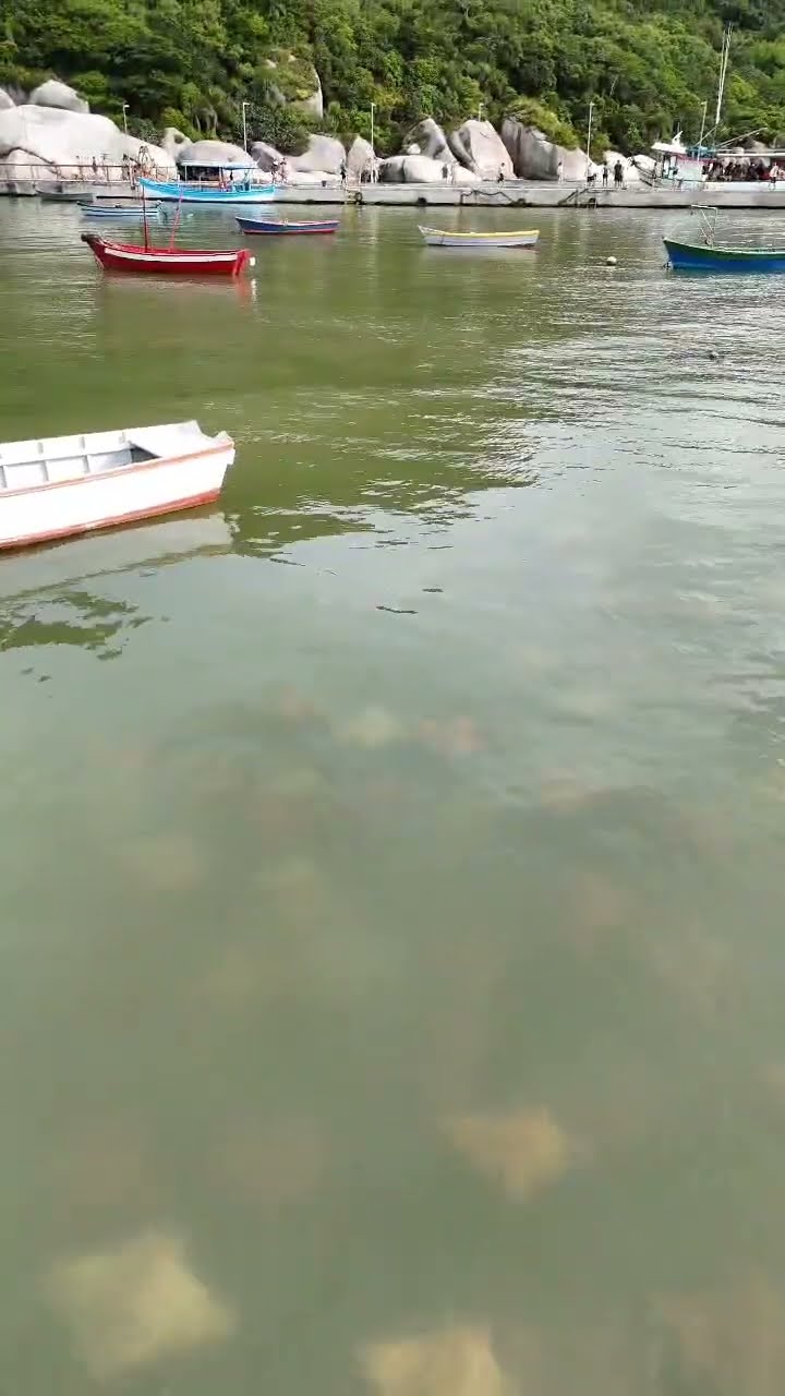 Cardume de raias é flagrado em praia de Santa Catarina | CNN Brasil #shorts