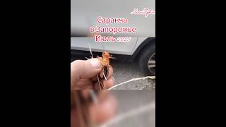 Нашествие саранчи в Запорожье.Новости Запорожья, июль 2025. #запорожьесегодня #новости #природа