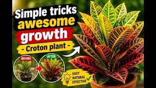 Exclusive Simple tips and tricks to care and grow Croton plant #youtubevideos #youtube #crotonplantcare Information