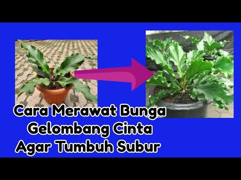 Cara Merawat Bunga Gelombang Cinta Agar Tumbuh Subur