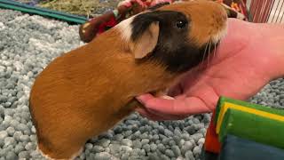 Lulu Hangs Out With My Dad Guinea Pig