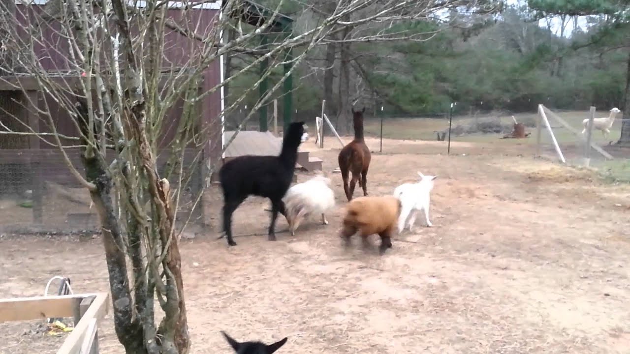 Freedom Acres Animal Sanctuary YouTube