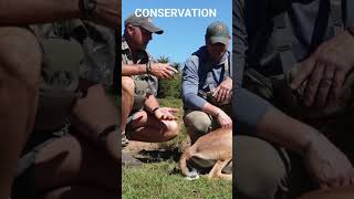 CONSERVATION THURSDAY #conservation #ethicalhunting #wildlifemanagement #echuntingsafaris