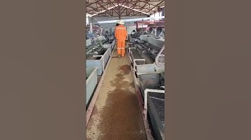 flotation cells in working