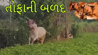 તોફાની બળદ ની રમઝટ 
