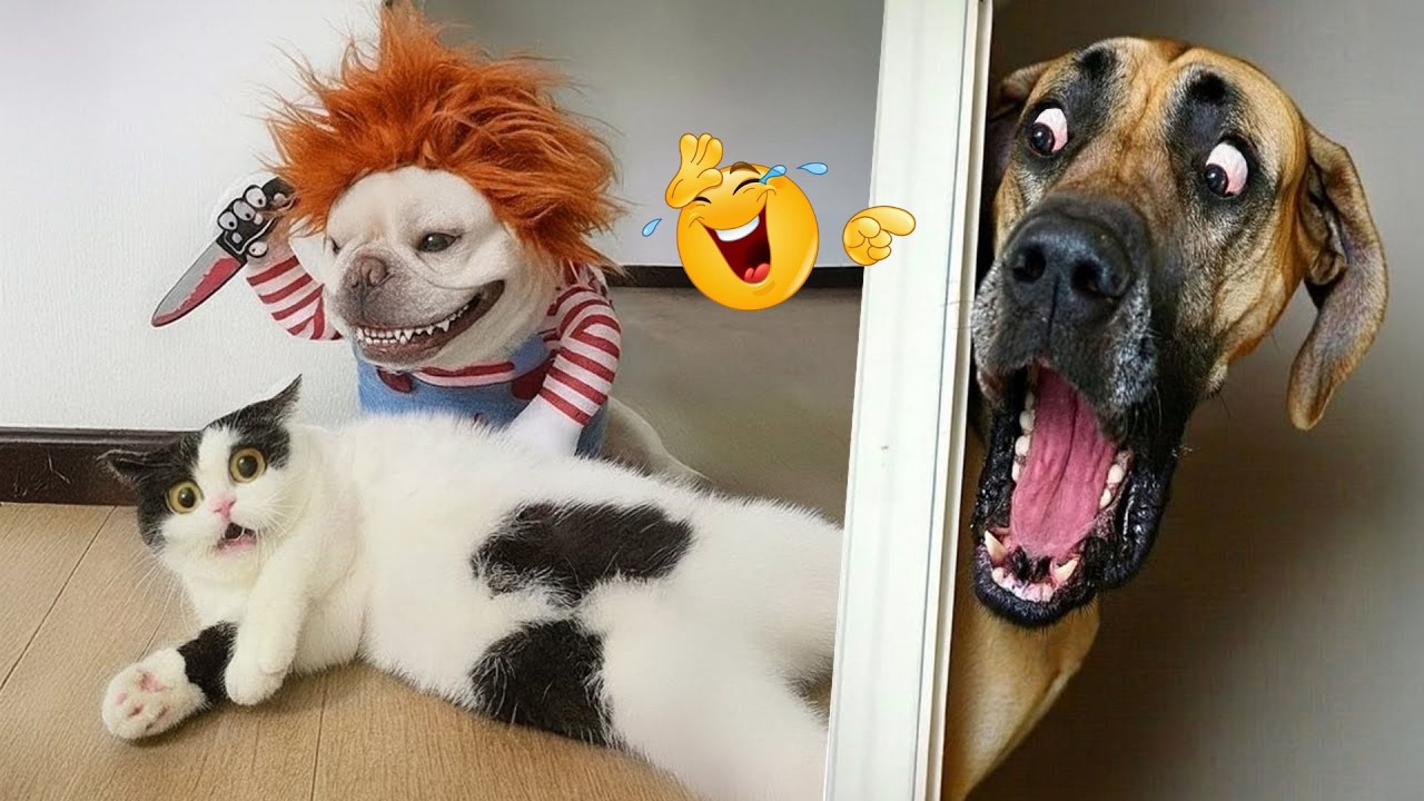 You Can’t Stop Laughing At These Dogs 🤣 FUNNIEST DOGS Video 2026 - YouTube