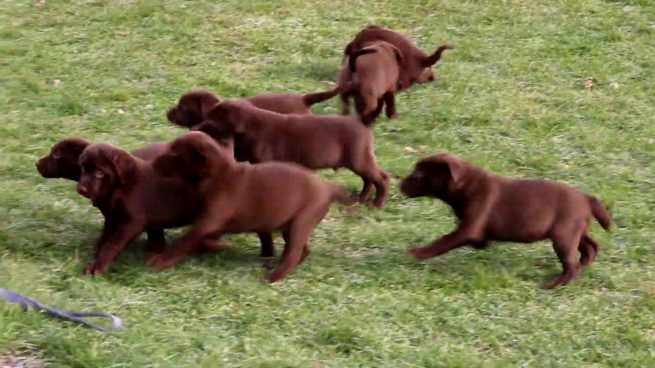 Chocolate Lab Puppies for Sale YouTube