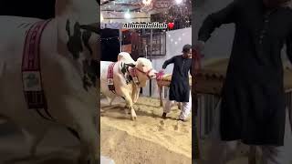 #bullfarm Goro kurbani ka bakra mera masala bohat khobsorat Goro 2026