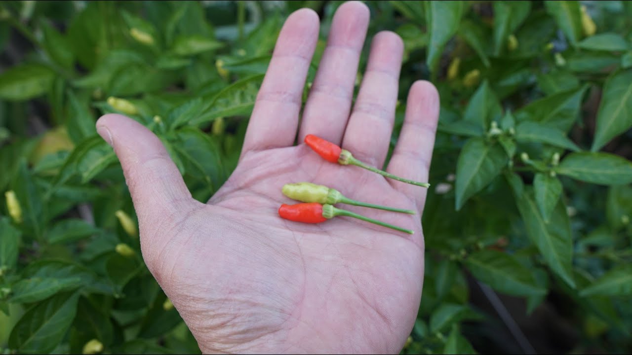 What's That Pepper Ep133 - Hawaiian Chili