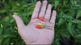 Whats That Pepper Ep133 - Hawaiian Chili
