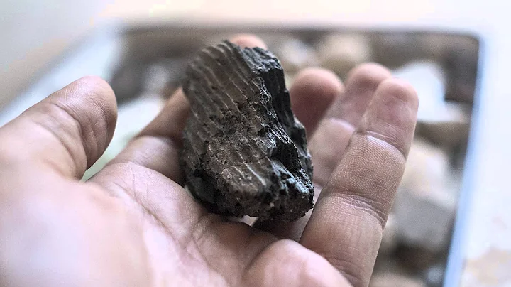 Sifting Through the Ashes of the 1895 Rotunda Fire