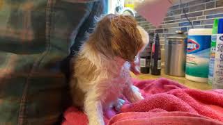 Clover’s First Puppy Bath!