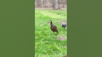Thumbnail of Turkey call sound effect