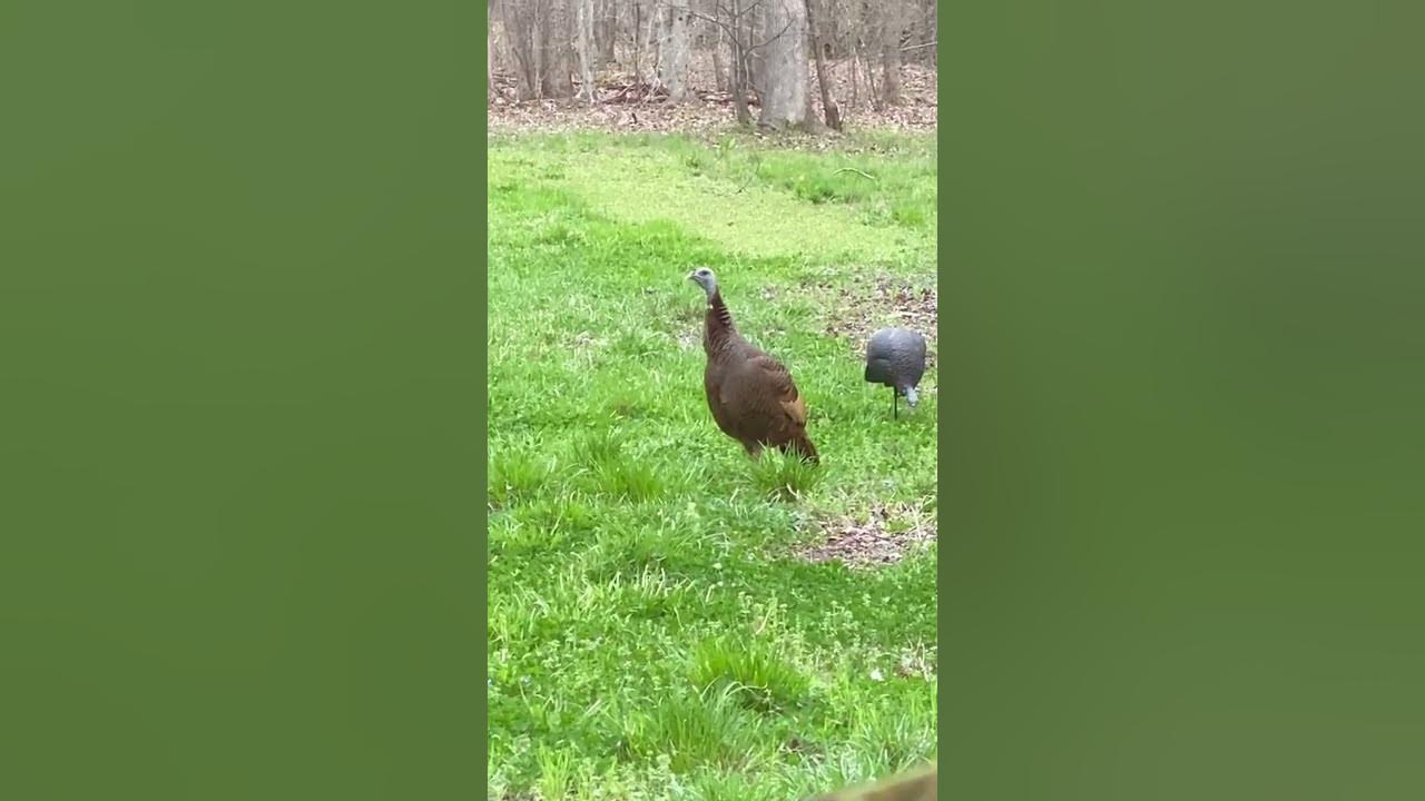 Turkey call sound effect