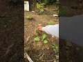 Técnica simples que muda tudo no cultivo de brassicas #jardinagem #dica