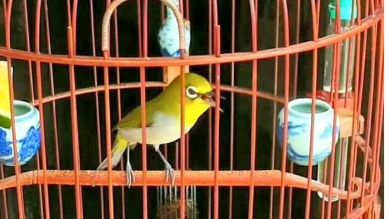 Khuyên líu đấu kích bổi líu hót , ép khuyên mộc tập líu choè