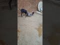 जन्मों के रिश्ते नहीं तोड़े जाते