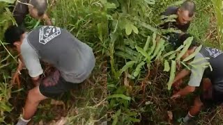 Bunyi suara bayi dalam paya, rupanya benda lain yang muncul