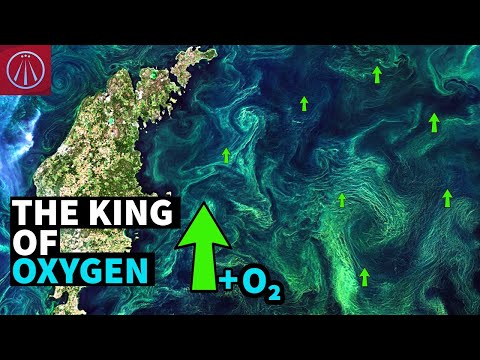 Video: Cum produce fitoplanctonul oxigen?