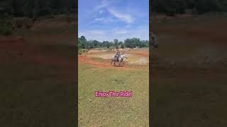 Flywheel - Nevada Wild Horse Range Mustang #mustanghorse #horse #horsetrack