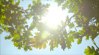 8 minutes of Relaxing Music