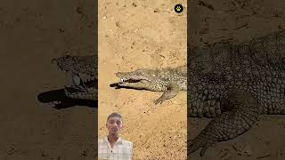 Crocodile की Dental Care देखकर हैरान रह जाओगे🐊😱 #shortsfeed​#animals​#crocodile​#birds​#shorts​
