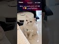 قطه مقطقطه
