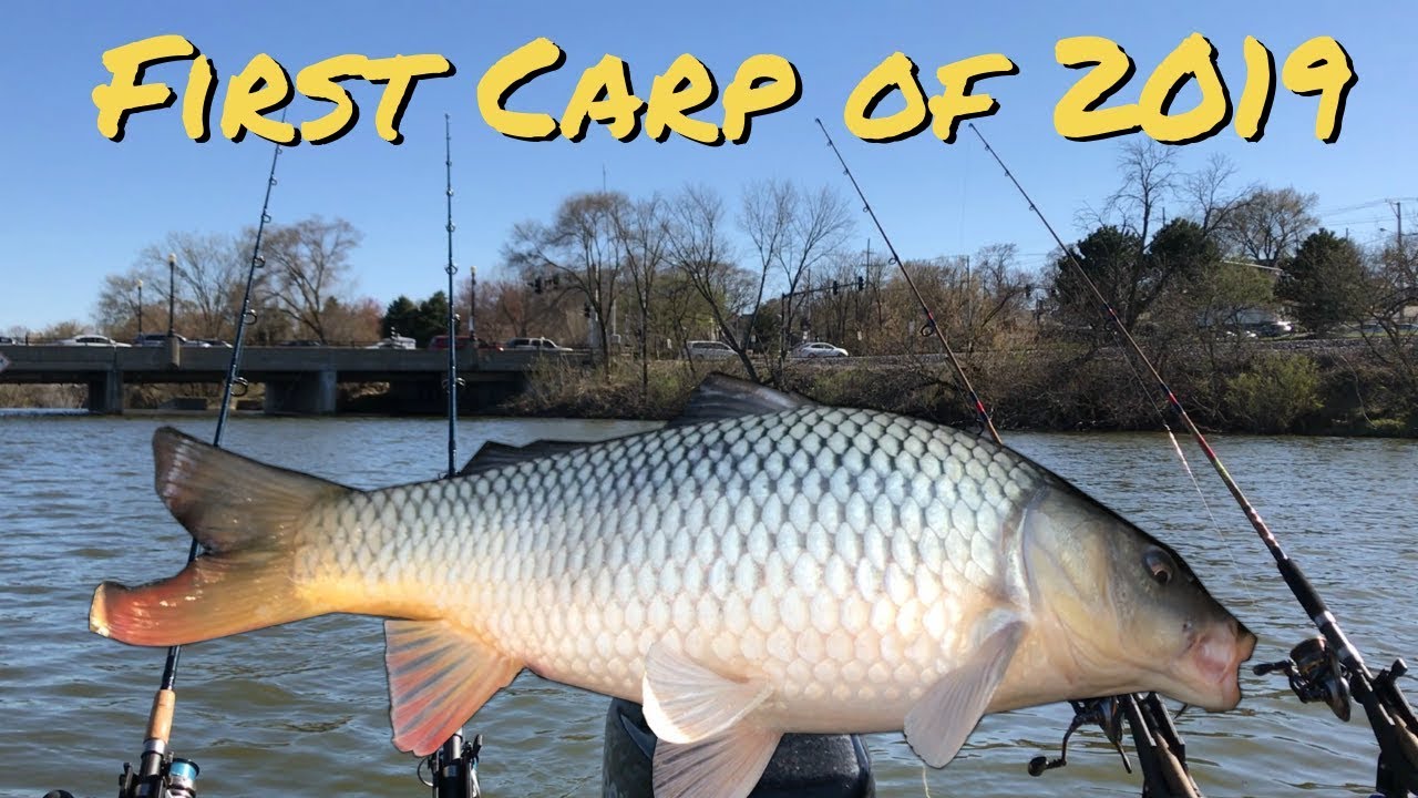 Carp Fishing Fox River in April Early Spring Carp Fishing in Illinois