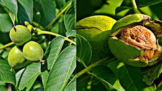 Walnuts Picking from Tree...🌴🌴🌴🌴🏝🏝 #fyp #youtube #trending #foryou #walnut 