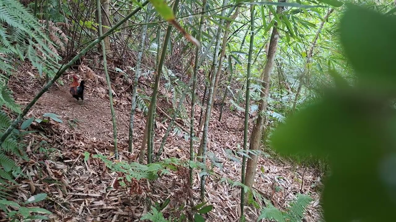 Bẫy gà rừng 2/2026 bổi đón sai hướng