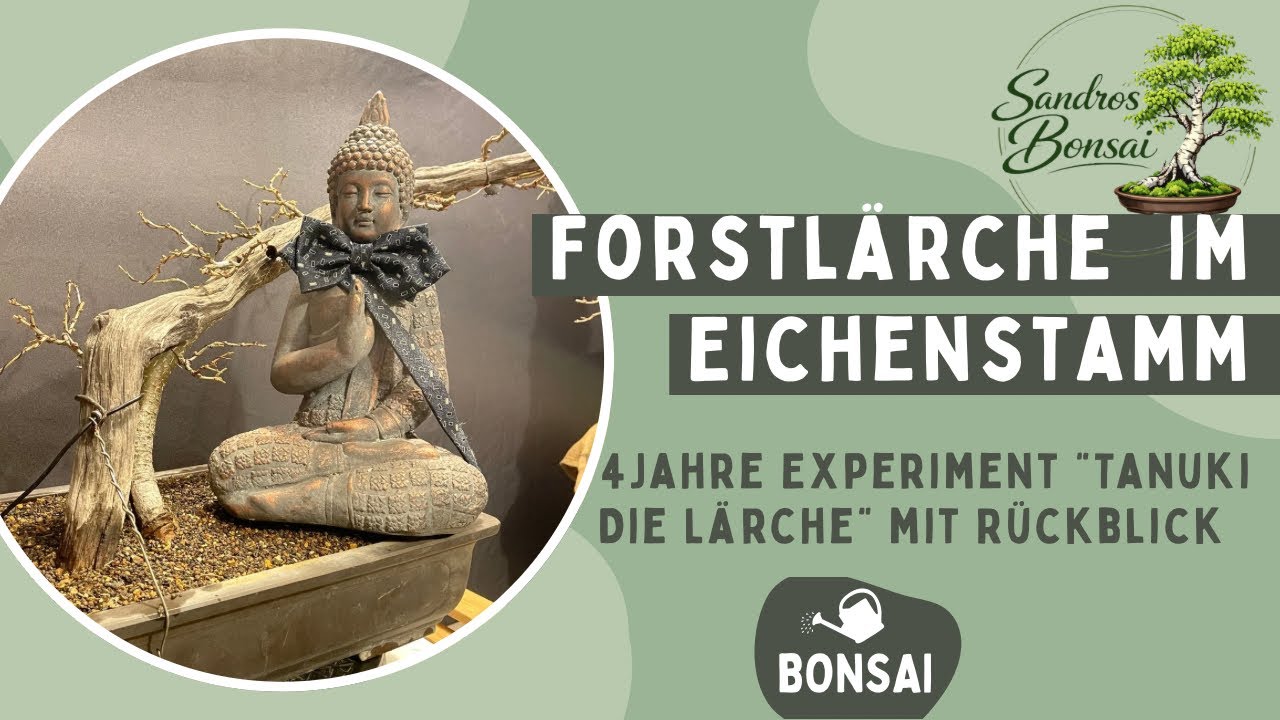 2026-04 Projekt Tanuki nach 4 Jahren -Hält die Beziehung? Forstlärche und Eichenstamm