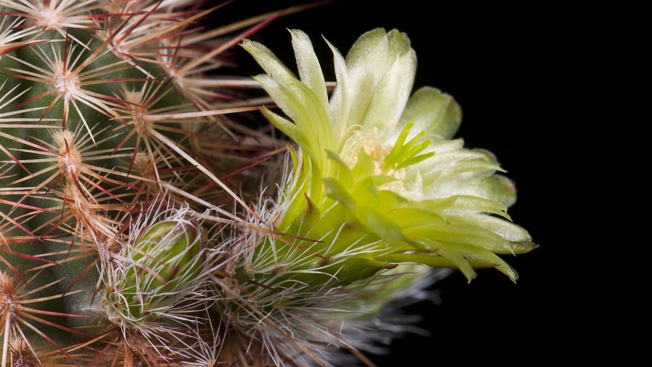 Time Lapse Echinocereus milleri, USA, Texas, Coke County