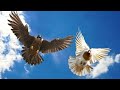 പ്രാപ്പിടിയന്മാരെ കൊണ്ട് തോറ്റു 🙏| falcon attacking pigeons malayalam |കത്തിരുമ്പൻ