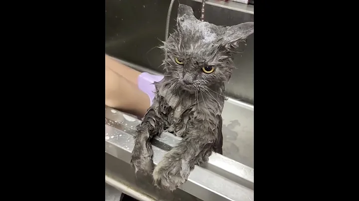 Watch the video about Cats hate bathing #cat #funnycat #cats #funnyvideos #fyp