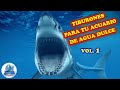 Tiburones para tu Acuario de Agua Dulce Vol.#1