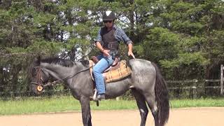 O controle da Equitação começa no guiar se cavalo