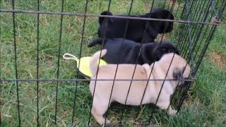 Pugs Pugs