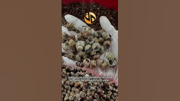Snail Shell Separation by High-Efficiency Density Seprator #separation #recycling #densityseparation
