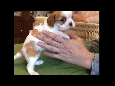 初めて子犬を迎えた日、始まりはその子だけ手の中に来てくれたから【アップルお誕生日おめでとう！】