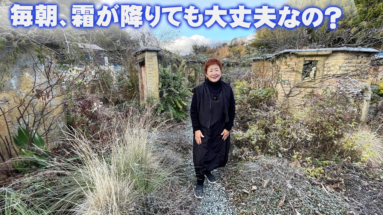 【花の谷オールドビレッジ】毎朝、霜が降りる冬の寒い時期です／庭の植物を見てまわりながら状態チェック
