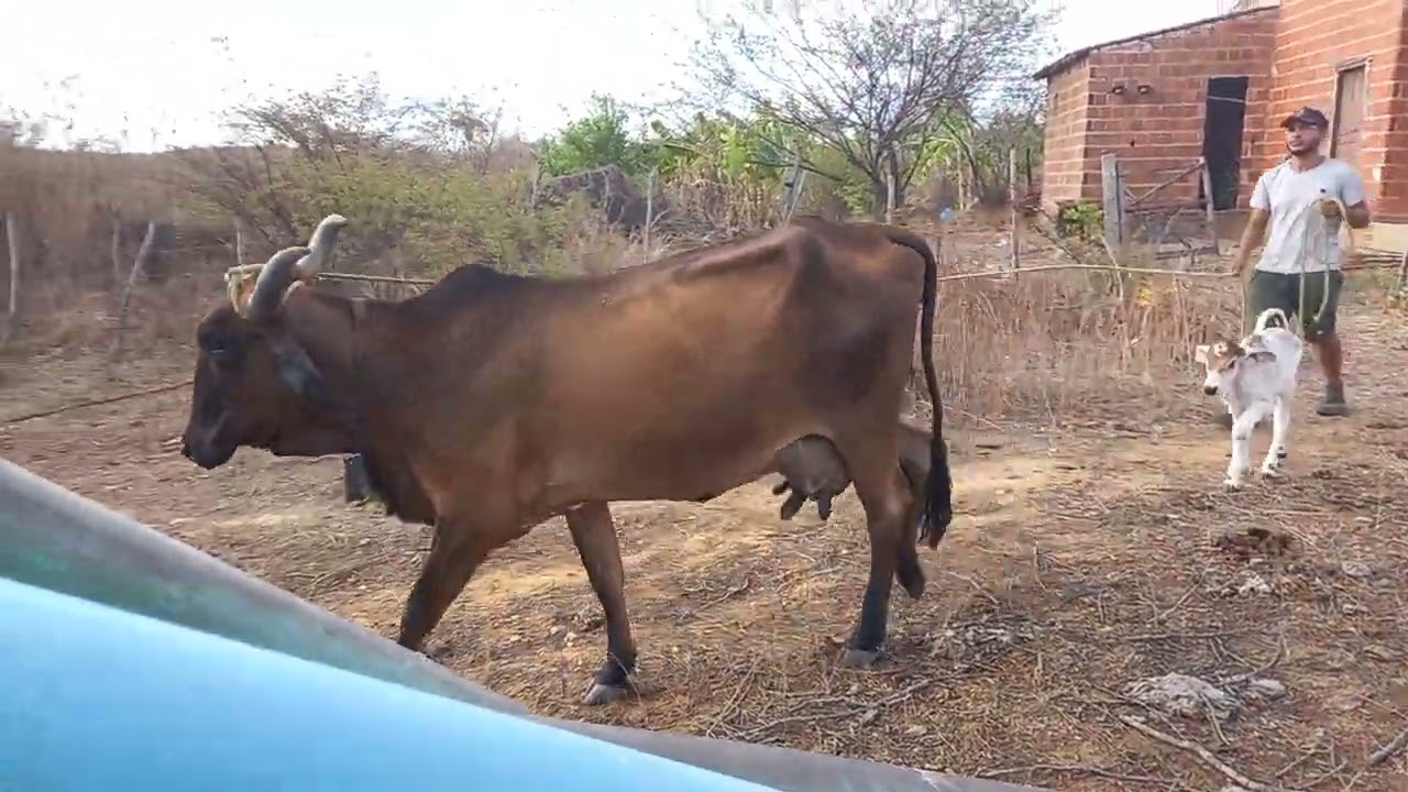 indo busca a vaca para beber água. ...sitio tuica