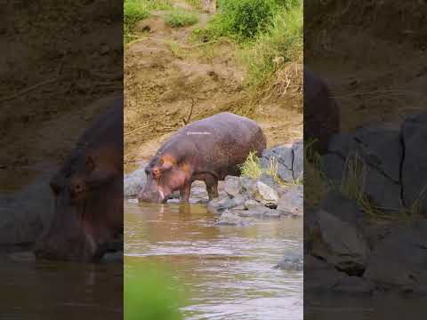 Hippo entering pond and drinking water #hippo #water #pond #cute #drink #nature #wildlife HA39363