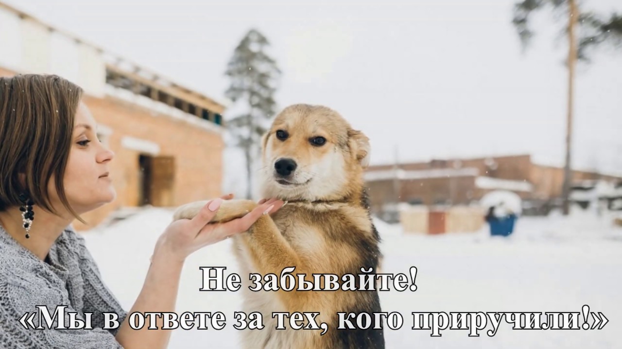 собачий приют жуковский раменское. приют оскар кунгур. приют для собак кунгур. приют для бездомных животных оскар кунгур. собачьи приюты миасс.