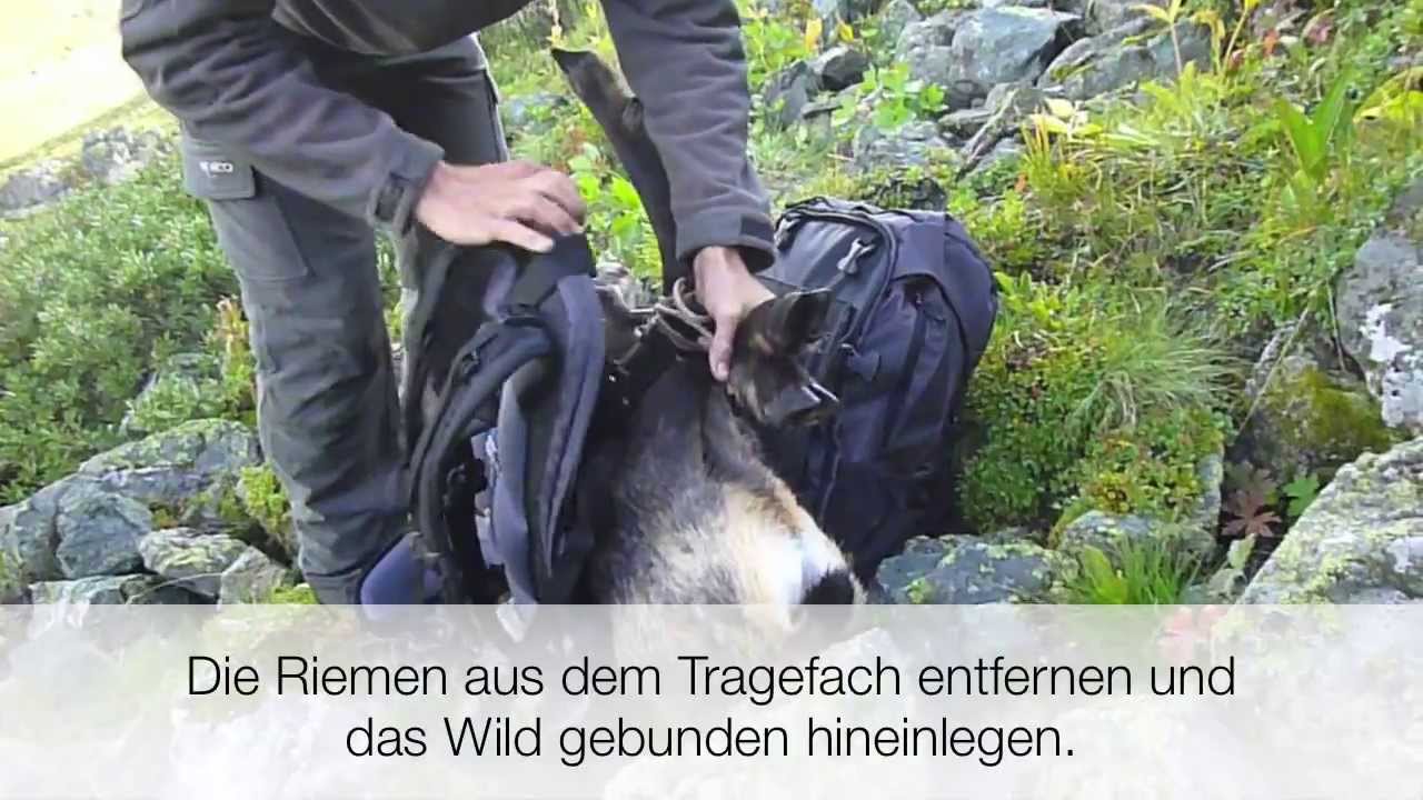 CARJANI Diana Top - Der Jagdrucksack mit Wildtragefach für Gams-, Reh und  Niederwild - YouTube