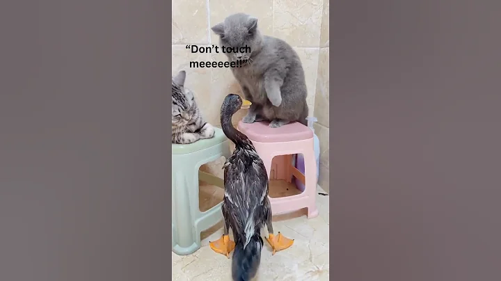 Don’t Touch Meeee Funny Cat Fight 😾😂 #shorts #shortvideo #shortsfeed #animalshorts