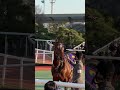 こっちミットルノ #ノットゥルノ #大井競馬  #地方競馬 #武豊 #森泰斗