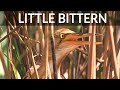 Birds Nesting Near Train station - Little bittern family