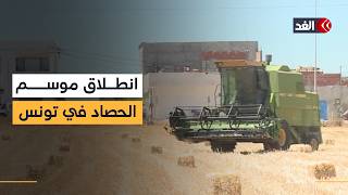 Grain harvest season kicks off in Tunisia with over 2 million tons projected for this year screenshot 1
